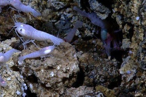 Loài vật có thể chứng minh được sự sống của người ngoài hành tinh