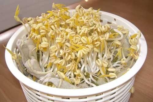 Mẹo làm giá đỗ bằng những vật dụng tiện lợi ngay tại nhà