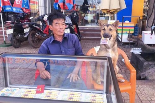 Dân mạng thích thú trước hình ảnh chú chó ngồi bán vé số, phản ứng của 'boss' khi bán hàng càng gây chú ý