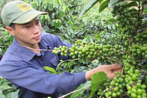 Cà phê chất lượng cao - gắn sản xuất với chế biến và tiêu thụ