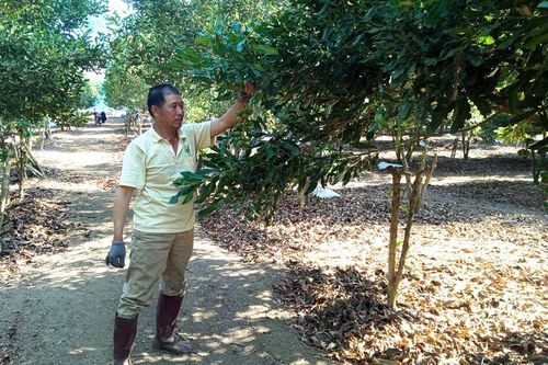 Mắc ca tiền tỷ giữa đồi Đam Rông