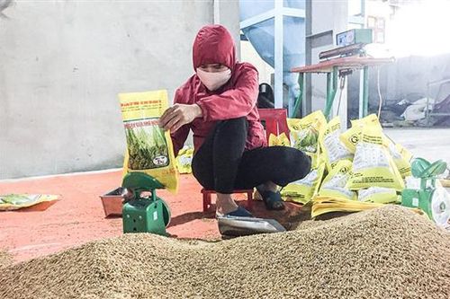 Chuẩn bị các điều kiện để sản xuất lúa vụ đông xuân đúng tiến độ