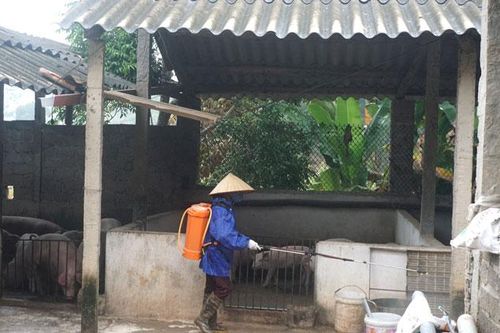 Chủ động giám sát bệnh dịch tả lợn châu Phi