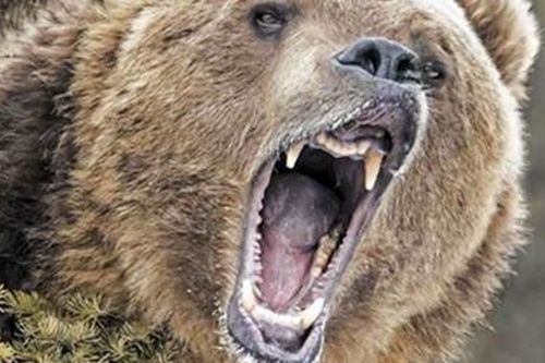 Người đàn ông bị gấu tấn công trọng thương