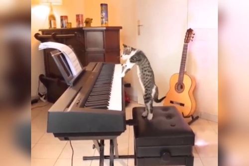 Clip: Mèo gồng mình chơi piano