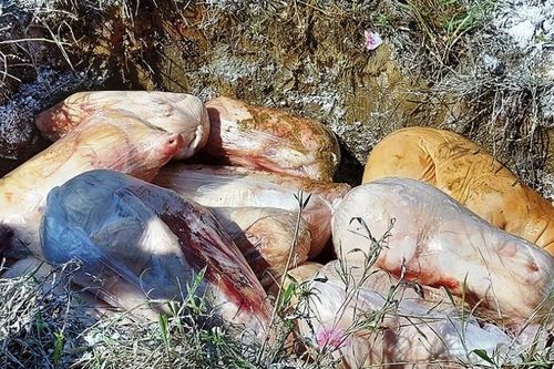 Phát hiện 200 kg thịt lợn sữa không rõ nguồn gốc