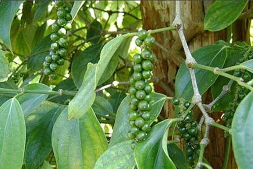 Giá tiêu hôm nay 20/11: Cao nhất 57.000 đồng/kg, người trồng tiêu có lãi và dự báo giá sẽ tăng