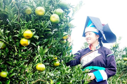 Đưa quýt ngọt biên giới Mường Khương vào Big C Hà Nội