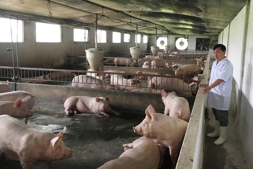 Bảo vệ đàn heo phục vụ thị trường tết
