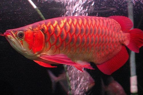 Cá rồng nửa tỷ ở TP.HCM: Chuyện thường... nhiều long huyết đắt hơn siêu xe