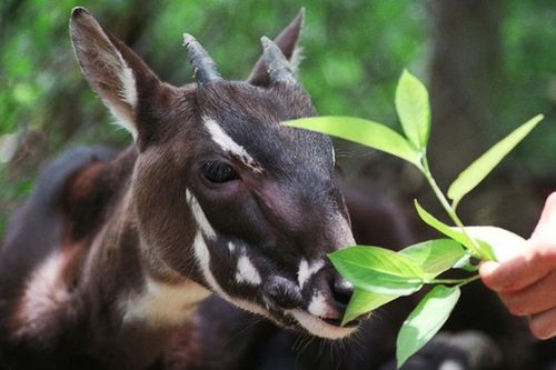 'Kỳ lân châu Á' Sao La và cuộc sống bí ẩn luôn... lẩn trốn con người