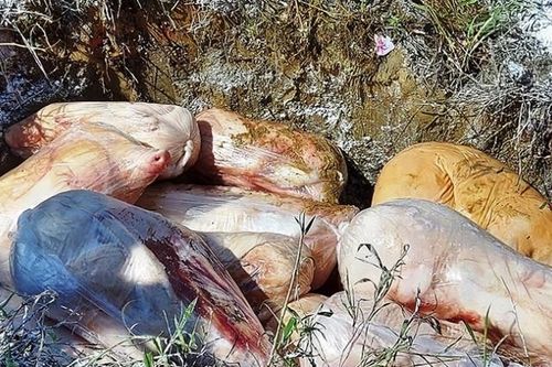 Tiêu hủy gần 2 tạ lợn sữa không rõ nguồn gốc suýt thành 'món ngon' tiệc cưới