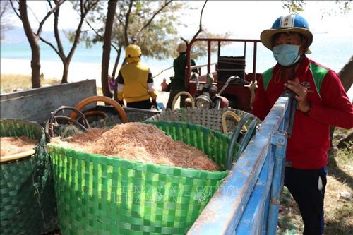 Ngư dân Ninh Thuận được mùa ruốc biển, thu nhập cả chục triệu đồng mỗi ngày