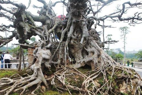 Đã mắt cây sanh cổ dáng 'kỳ quái', có tiền chưa chắc mua được