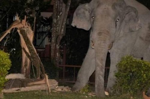 Chú voi bị mèo con rượt chạy 'tóe khói' khi đột nhập vào nhà dân tìm đồ ăn