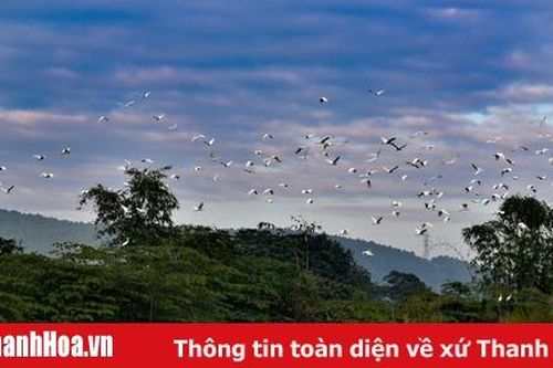 Nơi đàn chim trở về