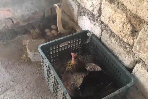 Gà mẹ tung đòn hiểm, đánh bại 2 rắn hổ mang để bảo vệ đàn con