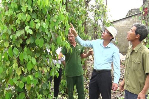 Bắt đầu từ bầu tiêu, vịt biển…