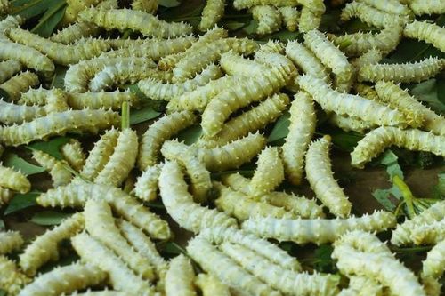 Côn trùng trên bàn ăn: Kinh dị không phải ai cũng dám thử