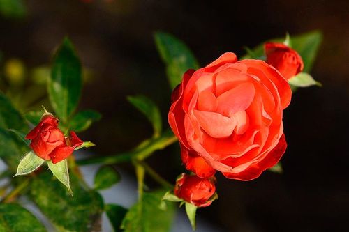 Mãn nhãn vườn hoa hồng bạc tỷ của đại gia Việt