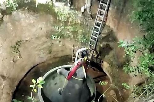 Hồi hộp giải cứu chú voi rơi xuống giếng sâu 15 mét