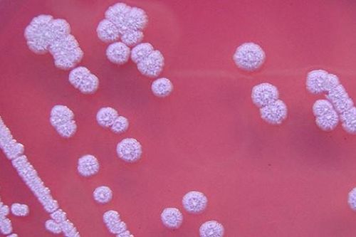 Bộ Y tế yêu cầu giám sát chặt bệnh Whitmore tại miền Trung