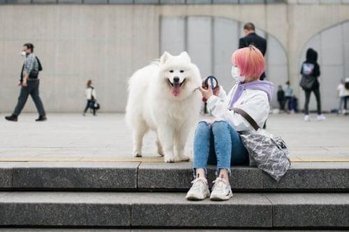 Tranh cãi quanh luật cấm dắt chó ra đường ở Trung Quốc