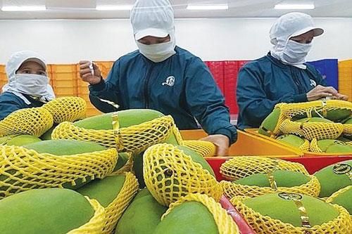 Xuất khẩu rau quả và 'giấc mơ' vào tốp 5 thế giới