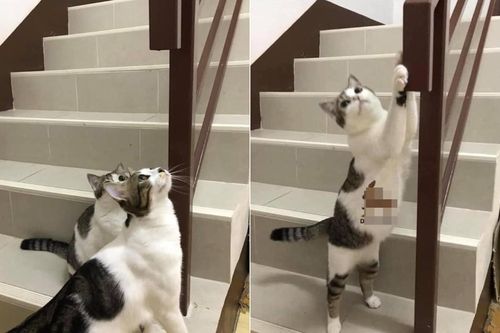Thấy mèo cưng cào nắm tay cầu thang, vợ vô tình phát hiện bí mật động trời của chồng