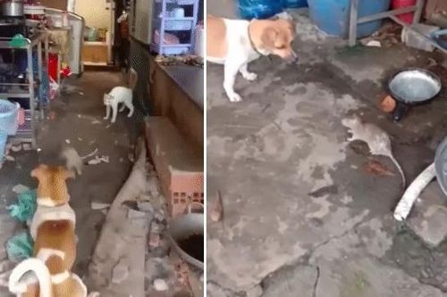 Clip: Chuột cống máu chiến đối đầu chó mèo, cái kết khiến nhiều người không ngờ