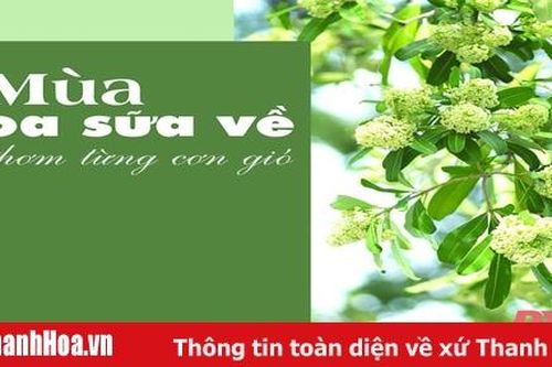 Mùa hoa sữa về thơm từng cơn gió