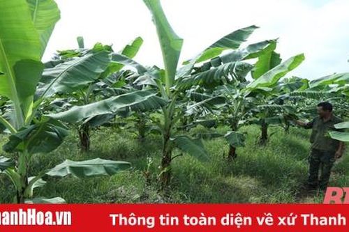 Tích tụ, tập trung đất đai sản xuất quy mô lớn ở huyện Thạch Thành