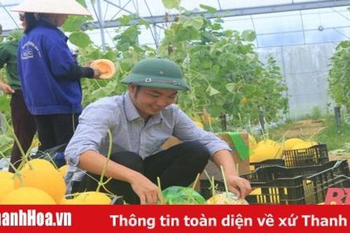 Anh cán bộ trồng dưa siêu năng suất