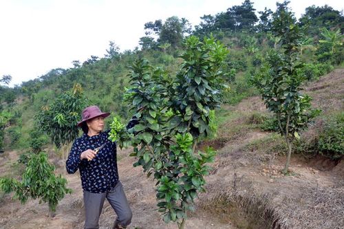 Hiệu quả các chương trình giảm nghèo bền vững