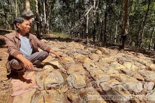Ngậm ngùi nhìn nông sản rụng thối vườn vì thủy điện làm ngập đường