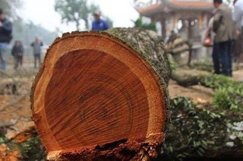 Vì sao 'cụ sưa trăm tỷ' ở Hà Nội vẫn chưa bán được sau 2 năm chặt hạ?