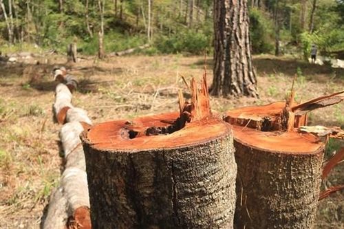 Giữ rừng nhưng ai giữ?