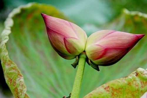 Đóa hoa sen 'sinh đôi' đặc biệt hiếm