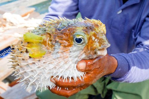 Lặn biển bắt cá nóc độc tại Thái Lan