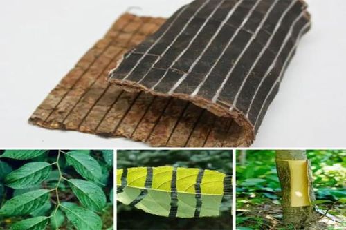 Đỗ trọng bổ thận, mạnh gân cốt