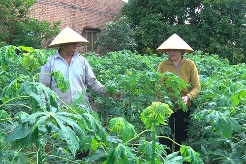 Phòng, trừ bệnh khảm lá trên cây sắn