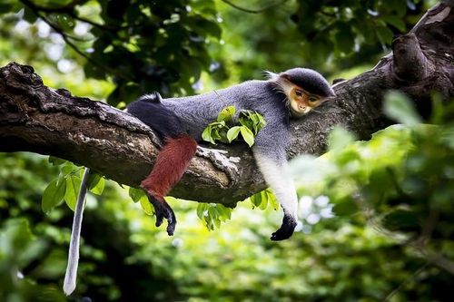 Kể chuyện về đa dạng sinh học qua nhiếp ảnh