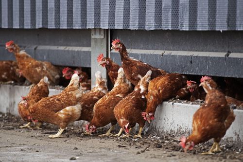 Hà Lan tiêu hủy 190.000 con gà do dịch cúm gia cầm tái bùng phát