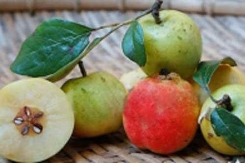 Không chỉ có đu đủ xanh, còn 5 loại quả khác bà bầu không nên ăn, ngon mấy cũng phải kiêng