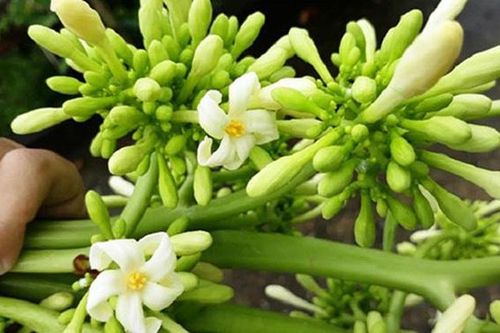 Hoa đu đủ đực: Loại hoa trước đây vứt đi nay được gom bán tiền triệu/kg