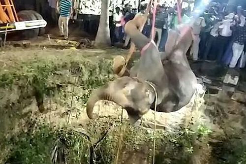 Giải cứu voi rơi xuống giếng bằng cần cẩu