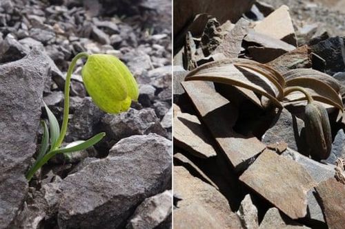 Phát hiện loài cây tiến hóa để tránh con người hái lượm