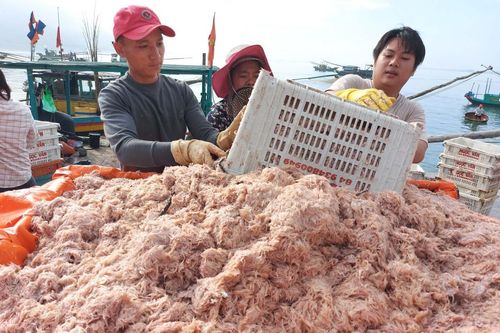 Ngư dân trúng đậm tép biển