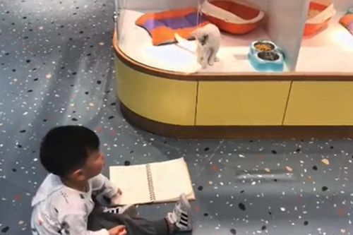 Chết cười cách cậu bé 'không có năng khiếu hội họa' muốn vẽ mèo như thật