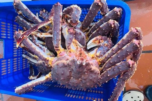 Rẻ khó tin: Đùi gà 30 nghìn/kg, chân giò heo 50 nghìn/kg